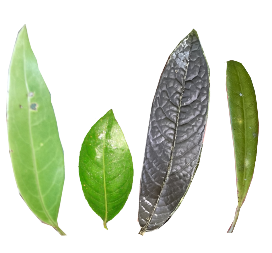 Elliptique, Oblongue, Lancéolée