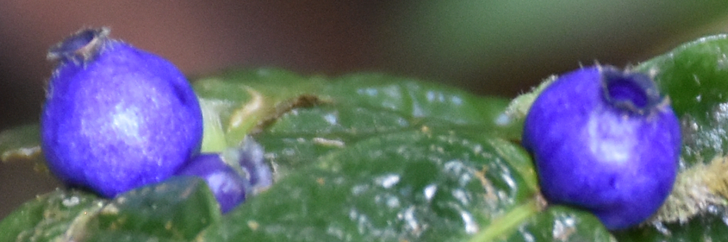Bannière avec une espèce de Saldinia